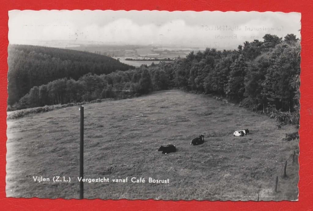 Vijlen - Vergezicht vanaf Café Bosrust (Koeien) - 1968, Verzenden, 1960 tot 1980, Gelopen, Limburg