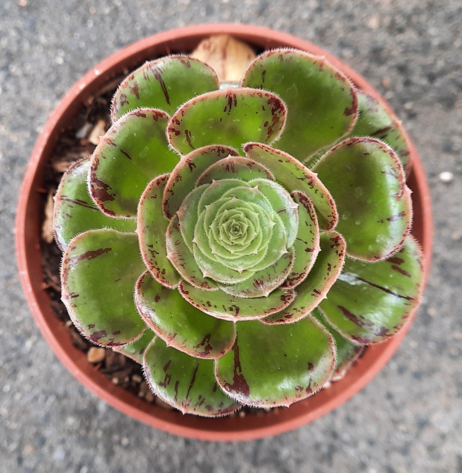 Aeonium rubrolineata, Vetplant, Minder dan 100 cm, Groene kamerplant, Halfschaduw