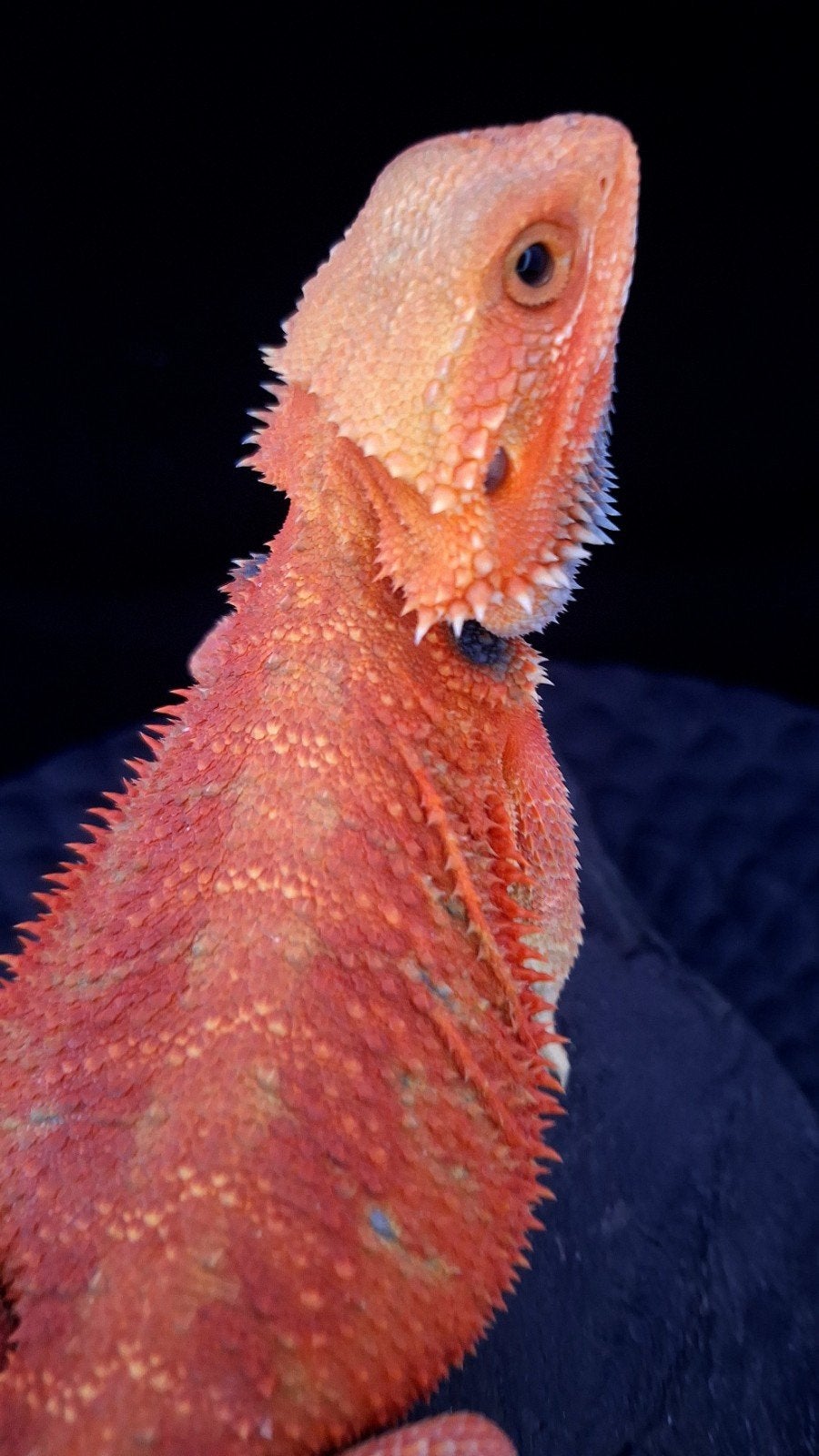 Boss Red HypoTrans Coral G-Stripe Blue Bar Baardagaam man Bearded Dragon photo 5