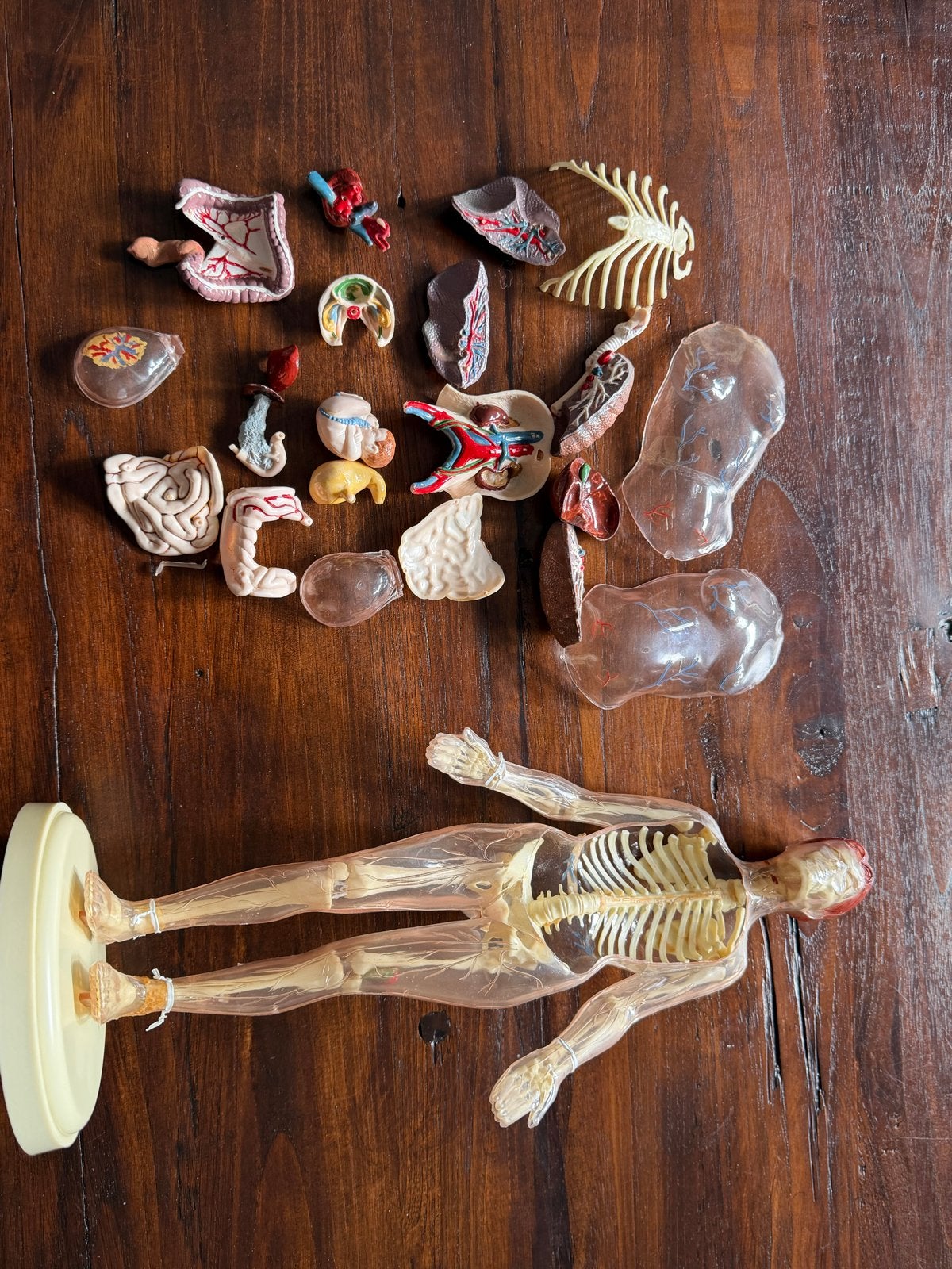 Revell The Visible Woman Anatomisch Model, Ophalen of Verzenden, Gebruikt, Groter dan 1:35, Figuur of Figuren