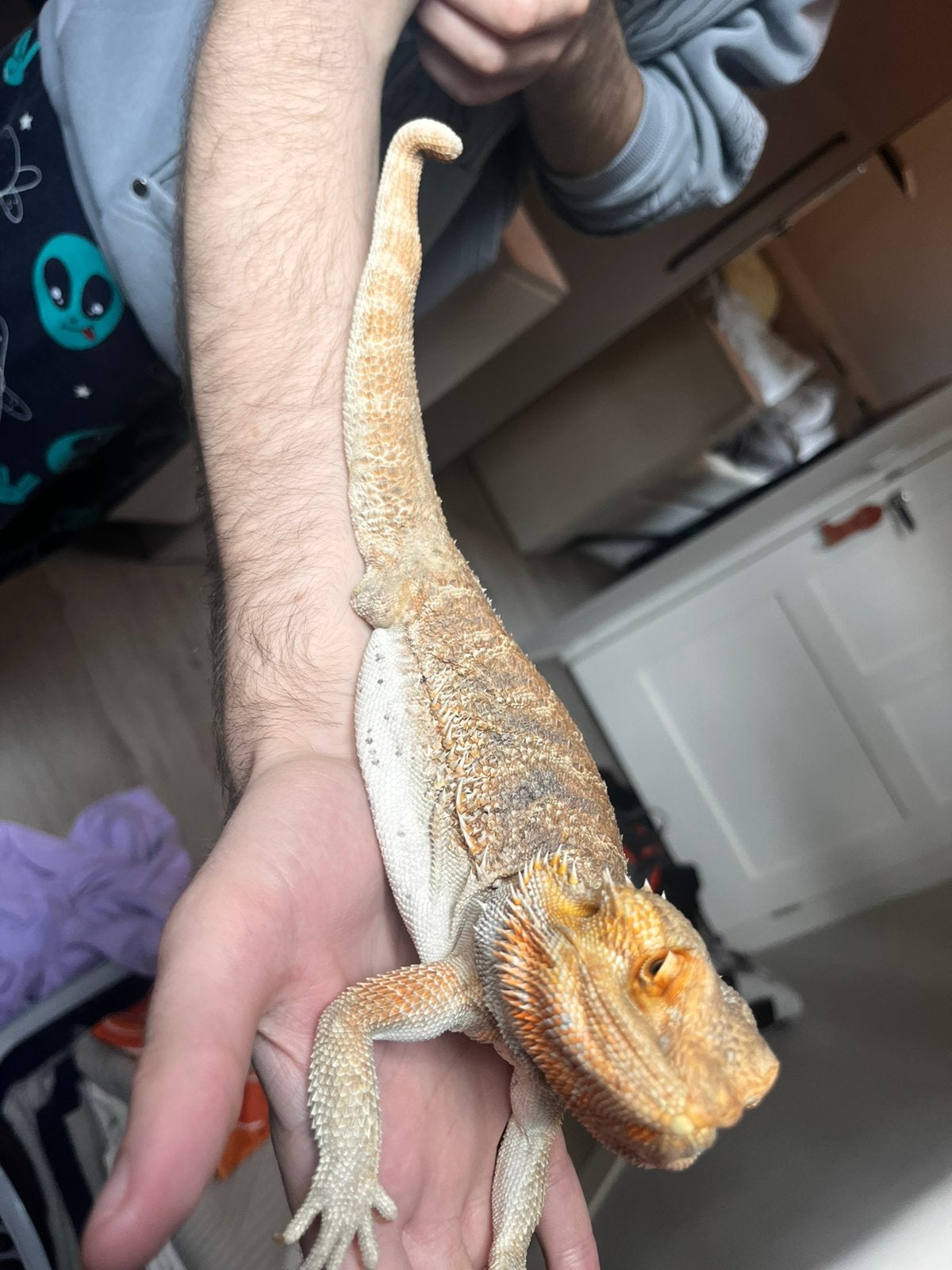 Baardagaam te koop Bearded Dragon photo 2