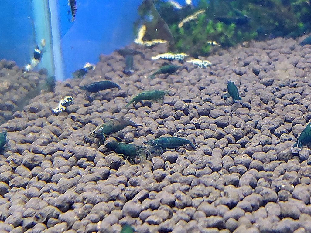Green Hulk Garnalen – Neocaridina denticulata, Kreeft, Krab of Garnaal, Zoetwatervis