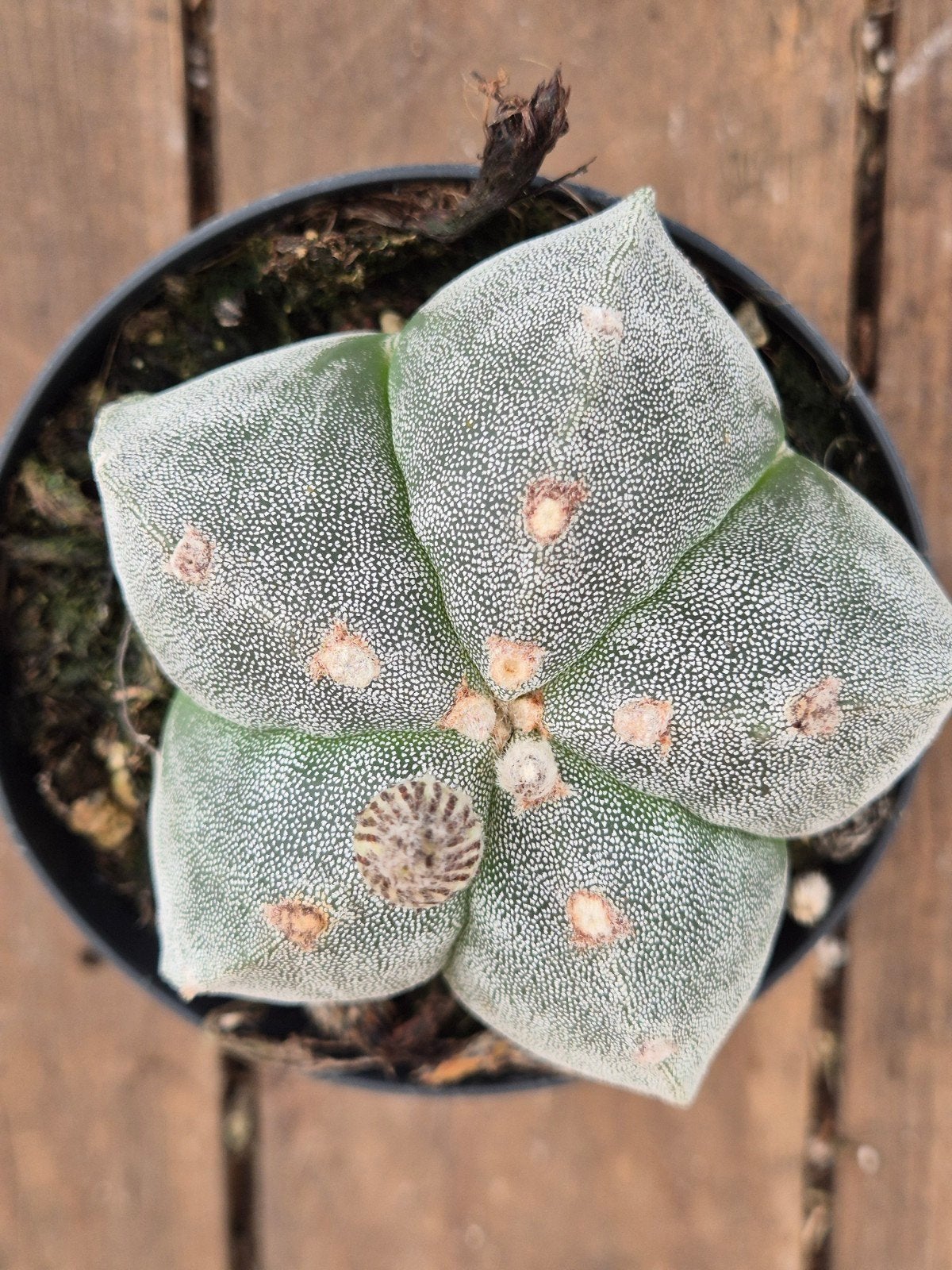Cactus Astrophytum Myriostigma p10 (6), Huis en Inrichting, Kamerplanten, Ophalen of Verzenden, Cactus, Volle zon, Minder dan 100 cm