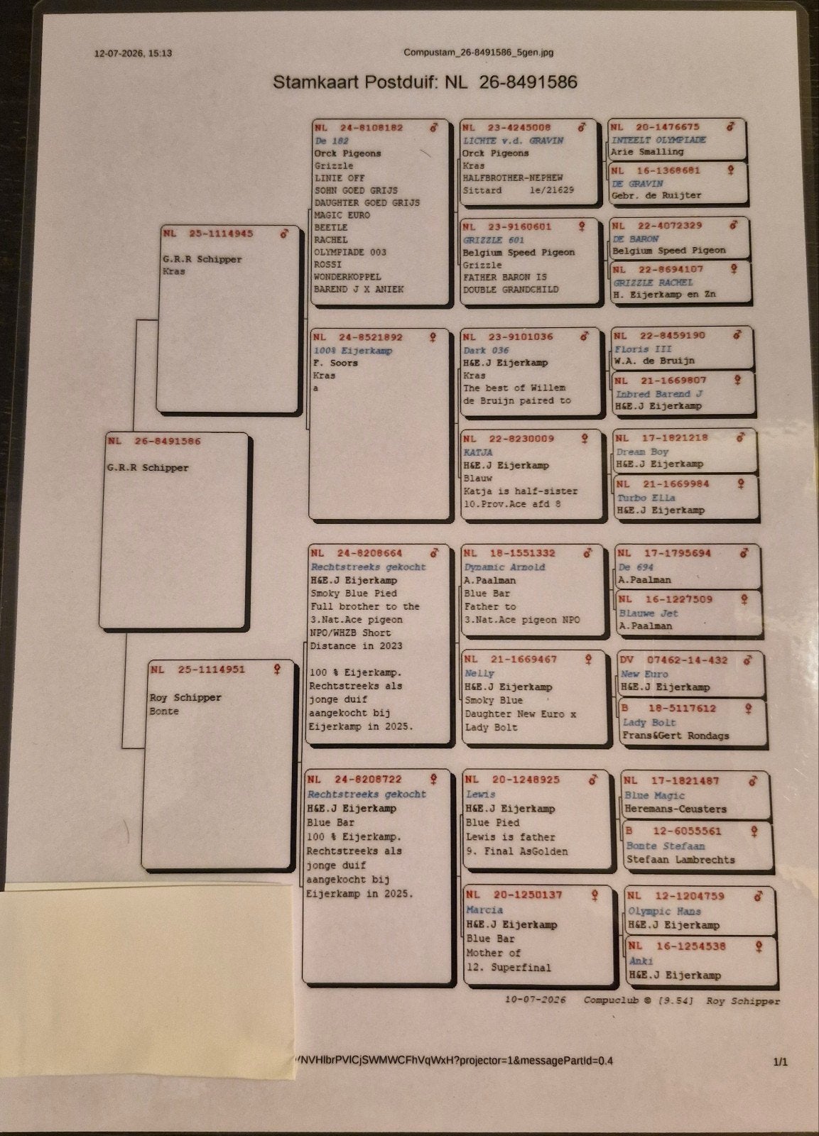 Jonge postduif met mooie bloedlijnen., Mannelijk, Postduif