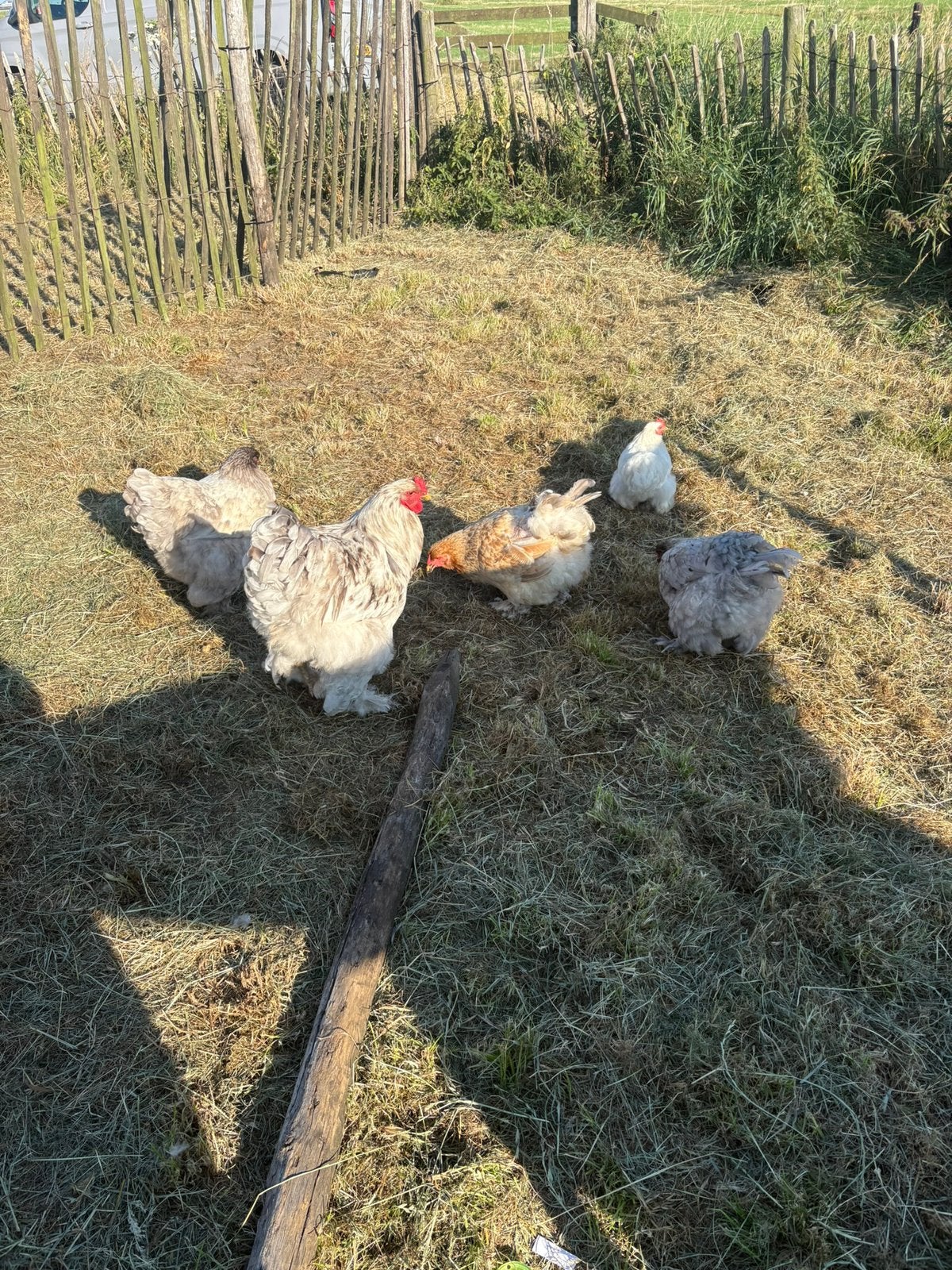 Brahma toom, Dieren en Toebehoren, Meerdere dieren, Kip