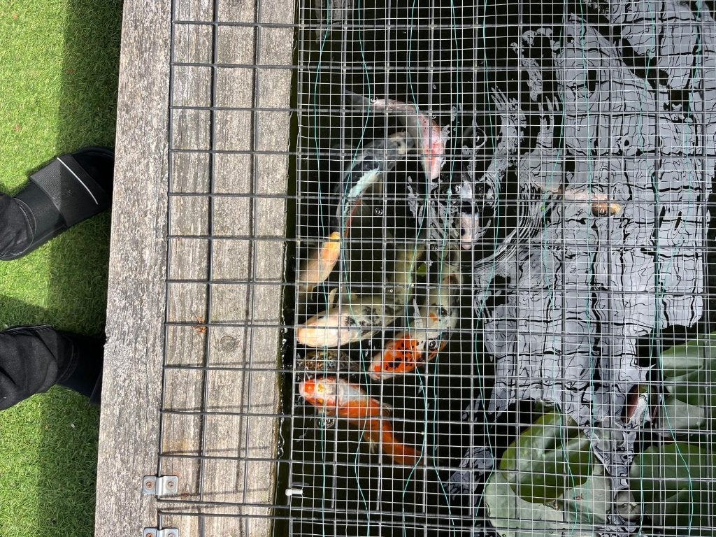 vijvervissen, Dieren en Toebehoren, Vissen | Vijvervissen, Karper of Koi
