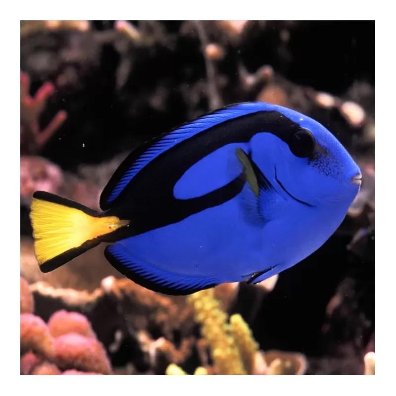 doktersvis Dory, Dieren en Toebehoren, Vissen | Aquariumvissen, Vis