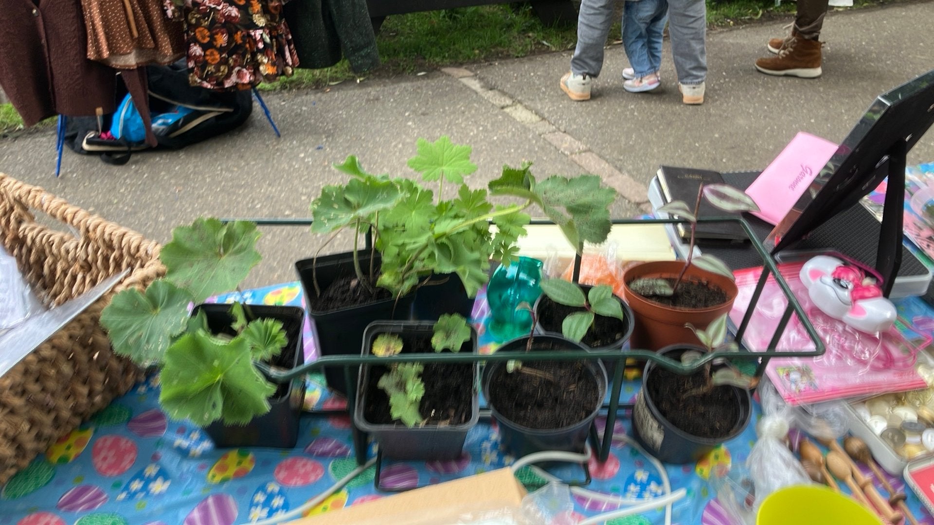 TUIN - en - KAMERPLANTEN + PLANTREK, Ophalen of Verzenden, Overige soorten, Volle zon