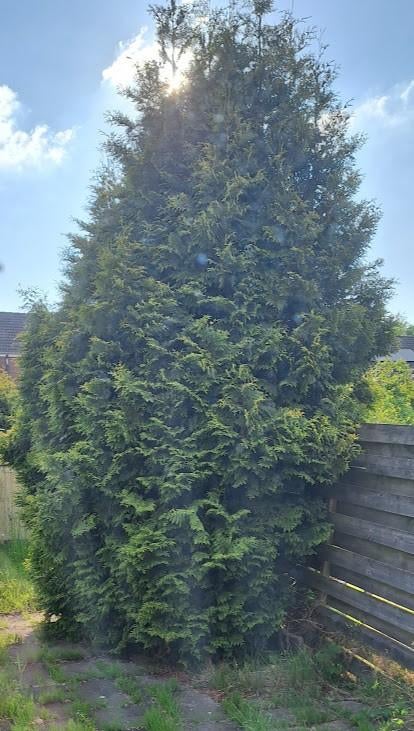 Grote Conifeer Gratis, Tuin en Terras, Planten | Struiken en Hagen, Ophalen, Conifeer, Struik, 250 cm of meer