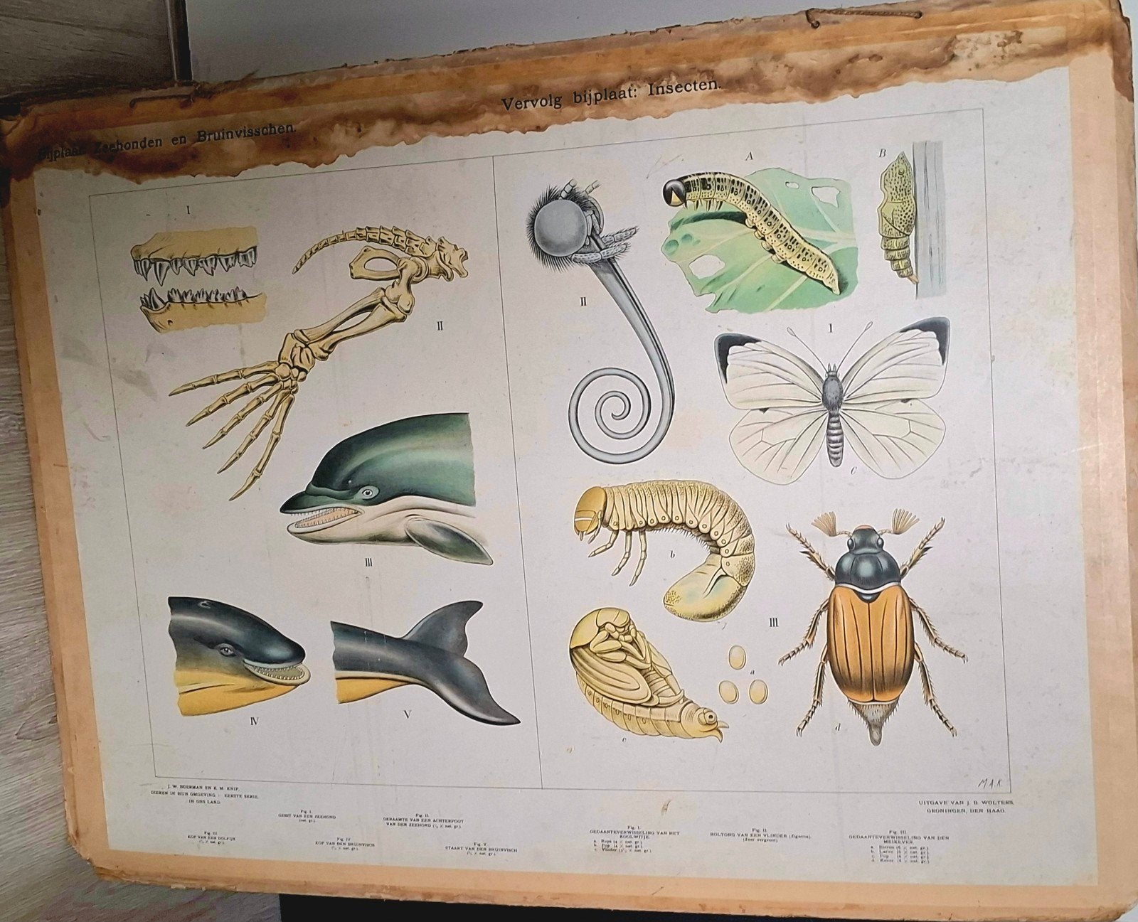 Vintage Schoolplaat: Zoogdieren en Insecten (waterschade), Antiek en Kunst, Antiek | Schoolplaten, Ophalen, Natuur en Biologie