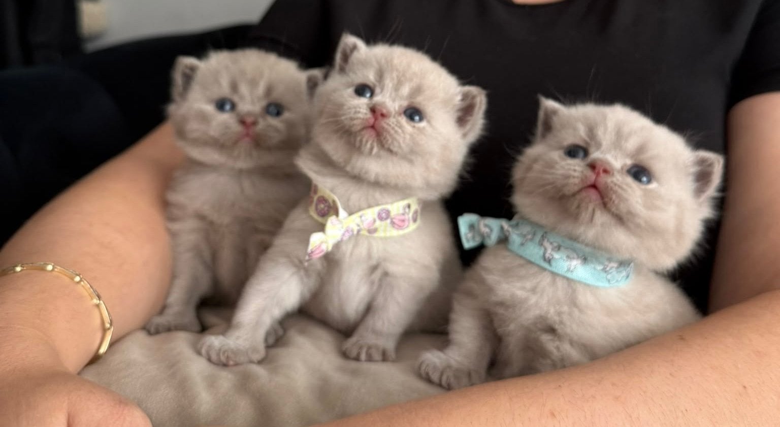 Britskorthaar kittens (laatste katertje🦋), Meerdere dieren, Kortharig, 0 tot 2 jaar