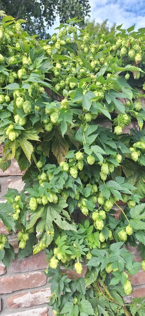 hop verse hop, Ophalen, Overige soorten, Volle zon, Herfst