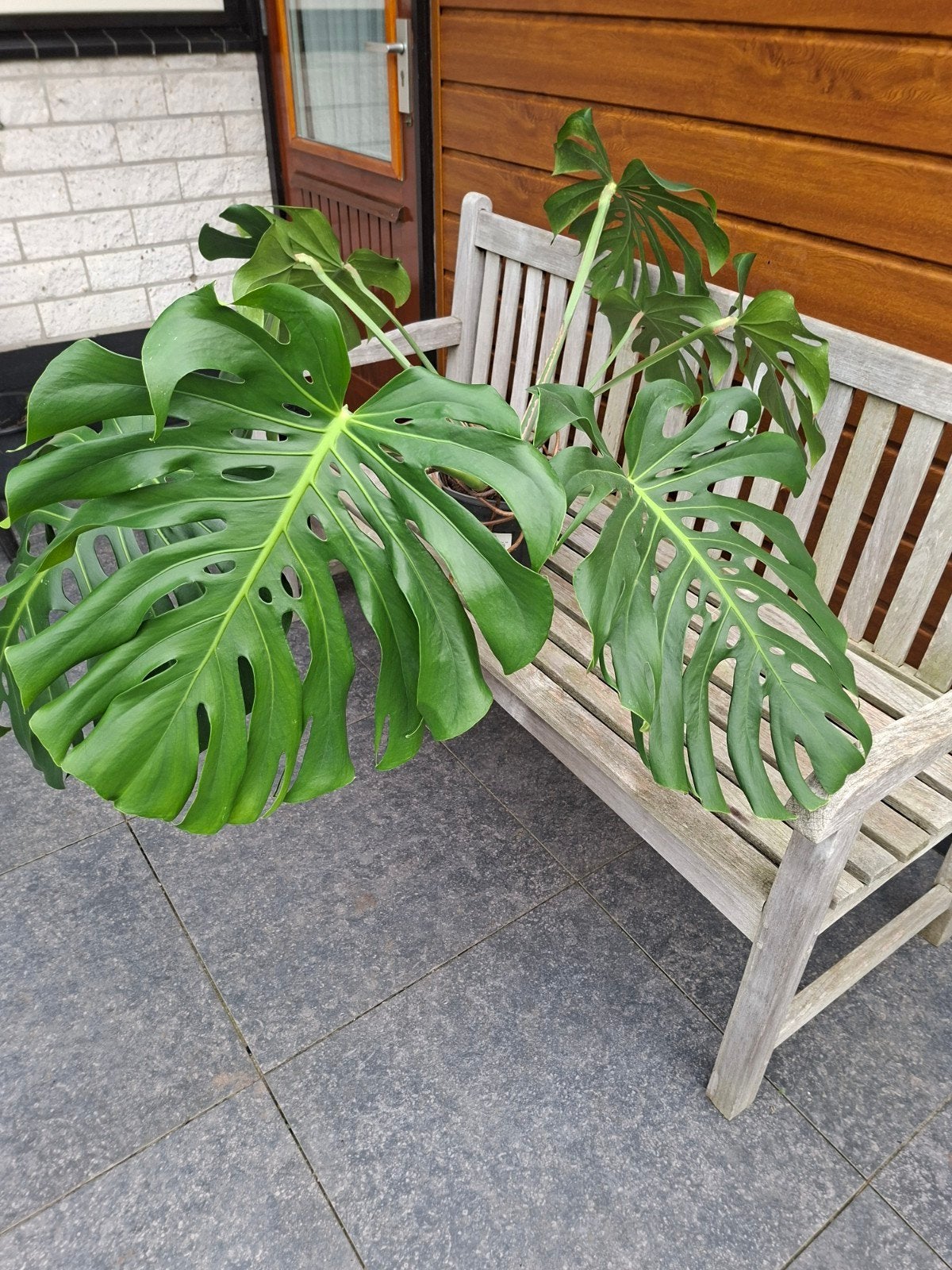 Grote Monstera Deliciosa - Kamerplant, Tuin en Terras, Vaste plant, Bloeit niet, Halfschaduw, Ophalen
