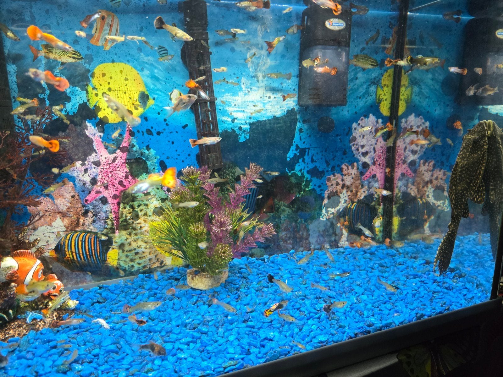 TE KOOP 2 AQUARIUMS, Dieren en Toebehoren, Ophalen, Leeg aquarium