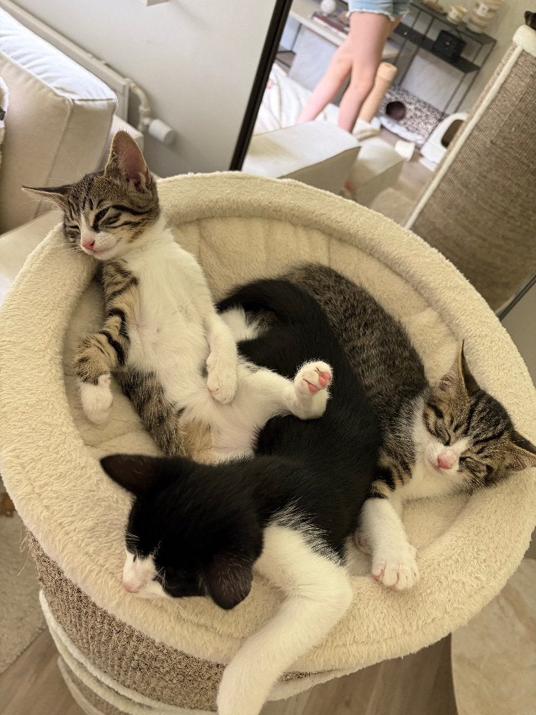 Hele lieve kittens, Meerdere dieren, Ontwormd, 0 tot 2 jaar