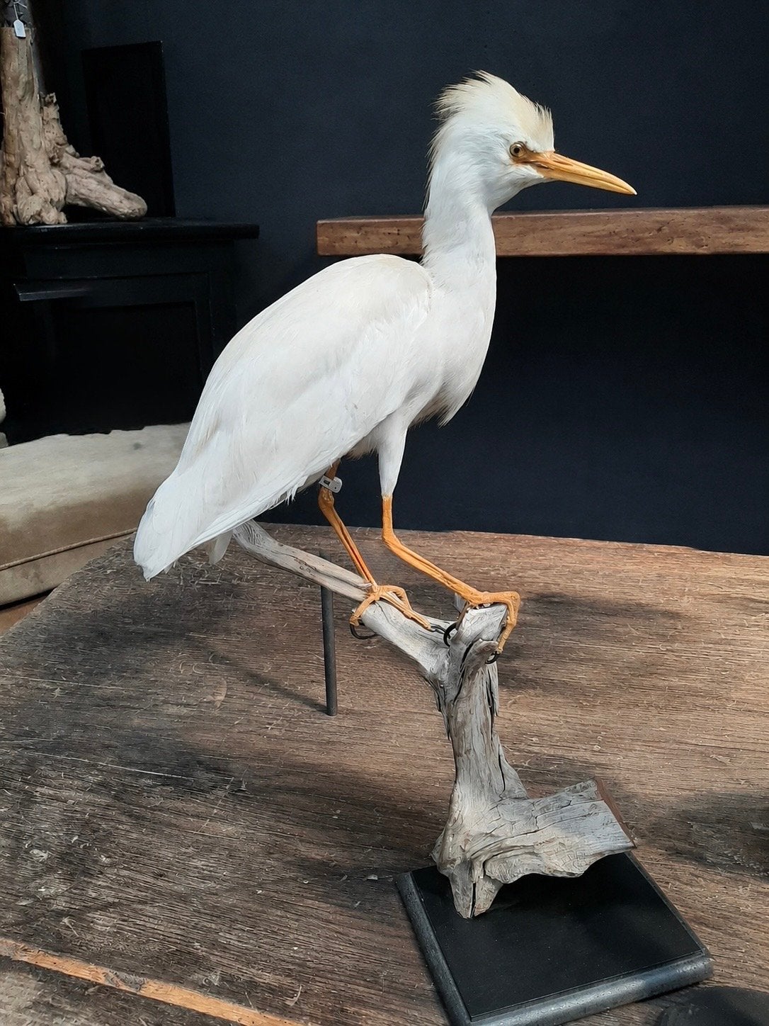 Opgezette koereiger, Verzamelen, Dierenverzamelingen, Ophalen of Verzenden, Zo goed als nieuw, Vogel, Overige typen