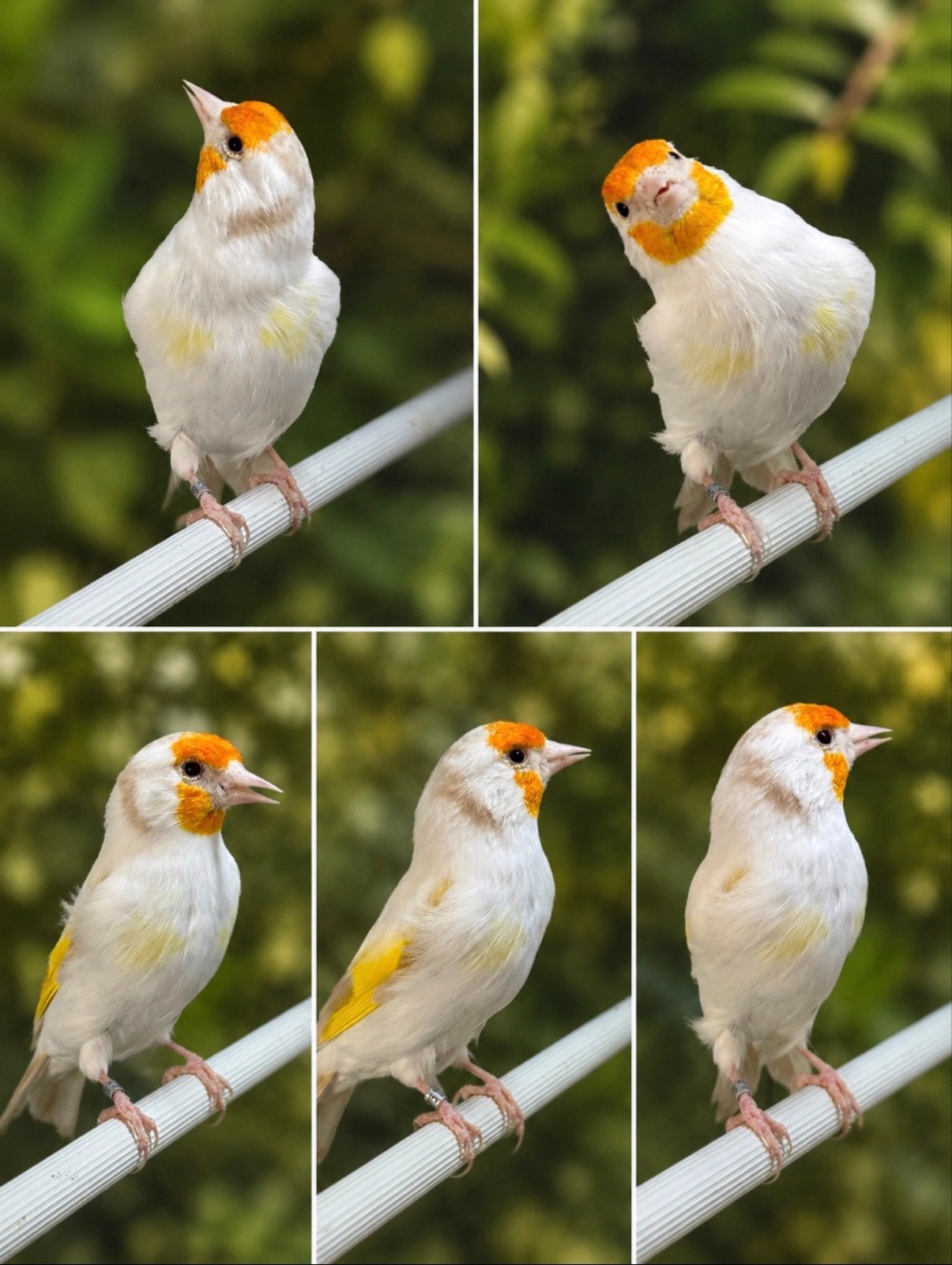 Prachtige majoor putter pop satinet., Vrouwelijk, Wildzangvogel