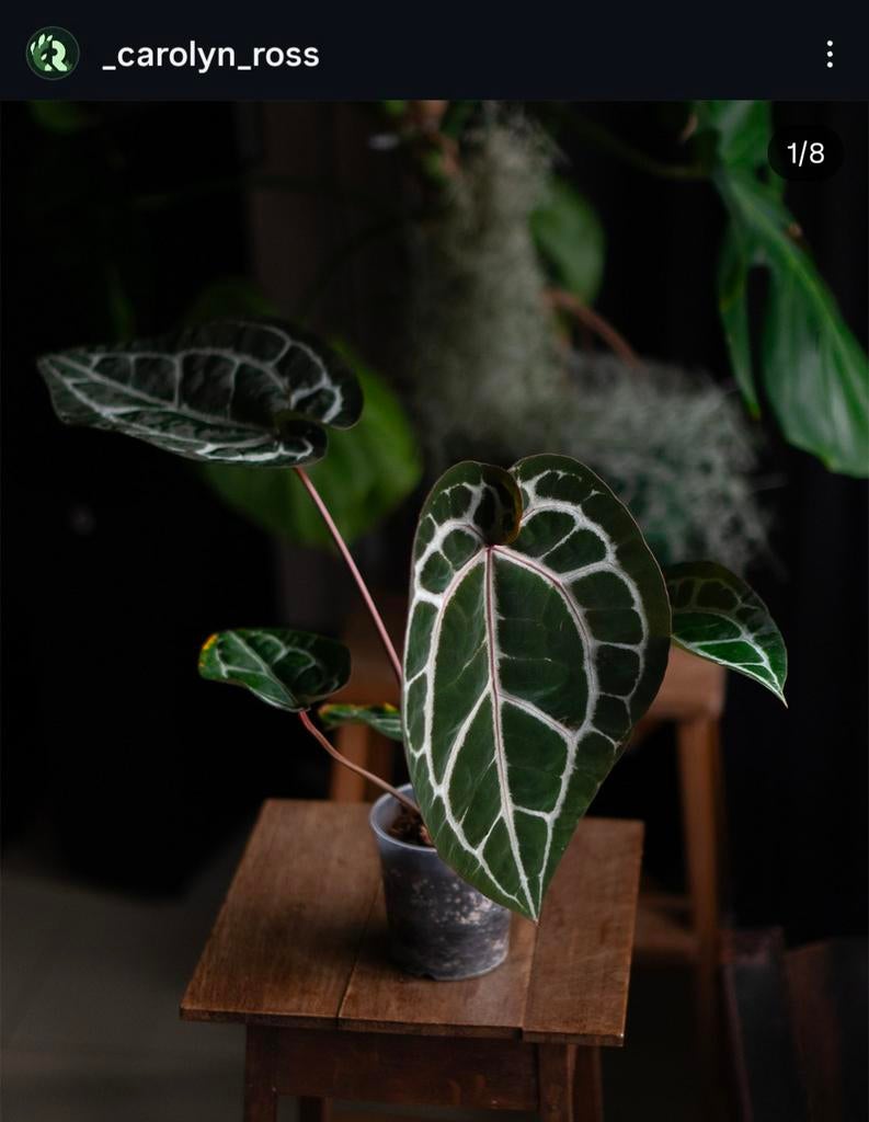 Anthurium Michelle self (S1) - 2 leaf seedling, Fietsen en Brommers, Ophalen of Verzenden, Voorlicht