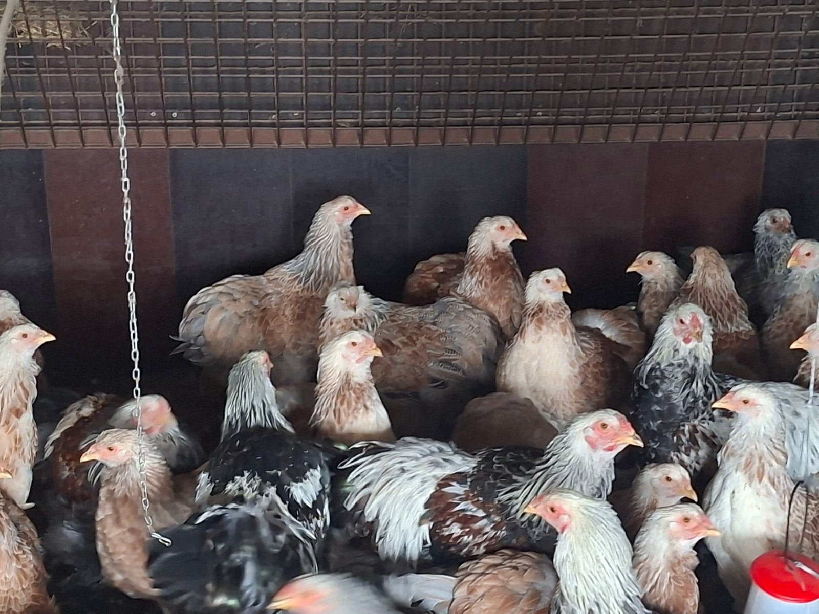 Aangeboden brahma zalm hennen 2026 ,groot soort, Dieren en Toebehoren, Vrouwelijk, Kip