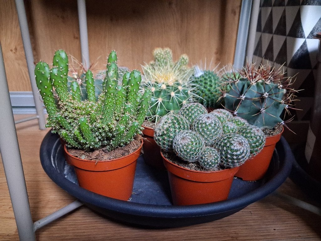 Kleine Cactussen H: 12 - 18 cm. Ø 9 cm. 3 voor € 10,-,-, Ophalen, Cactus, Minder dan 100 cm, Volle zon