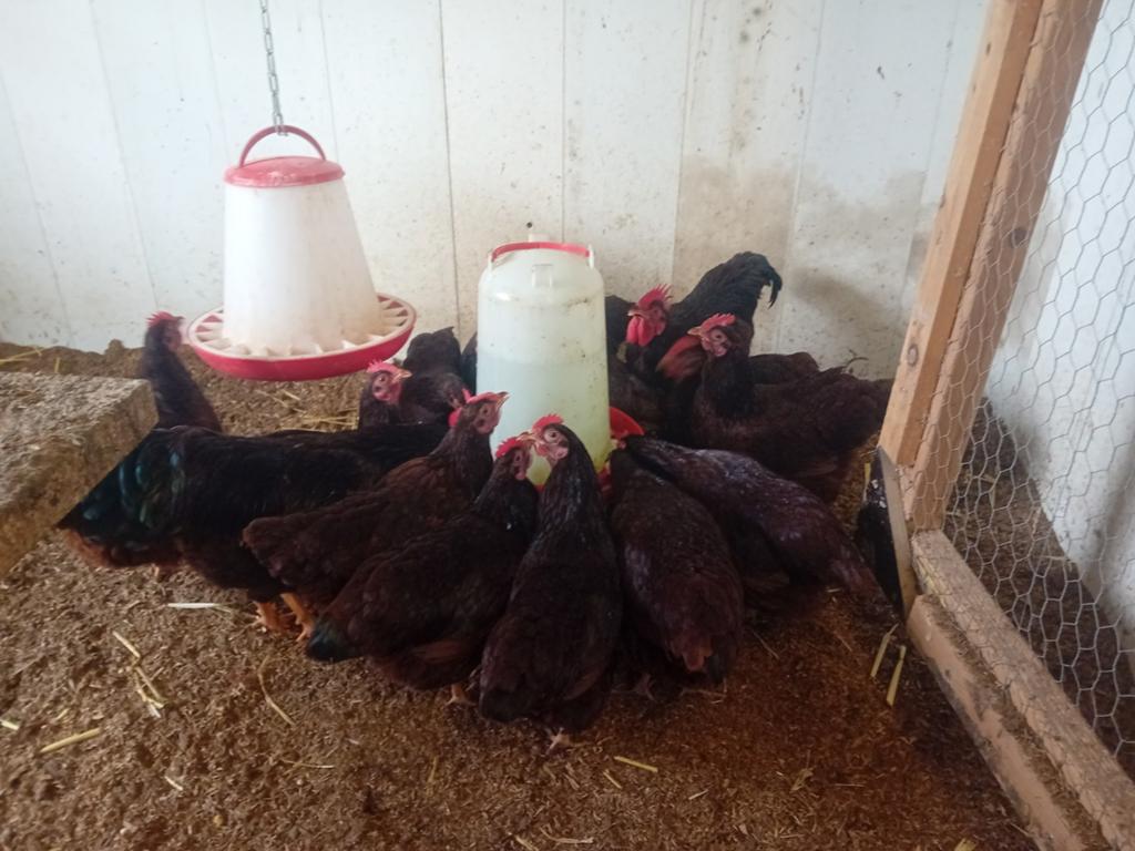 Red island kriel te koop, Dieren en Toebehoren, Meerdere dieren, Kip