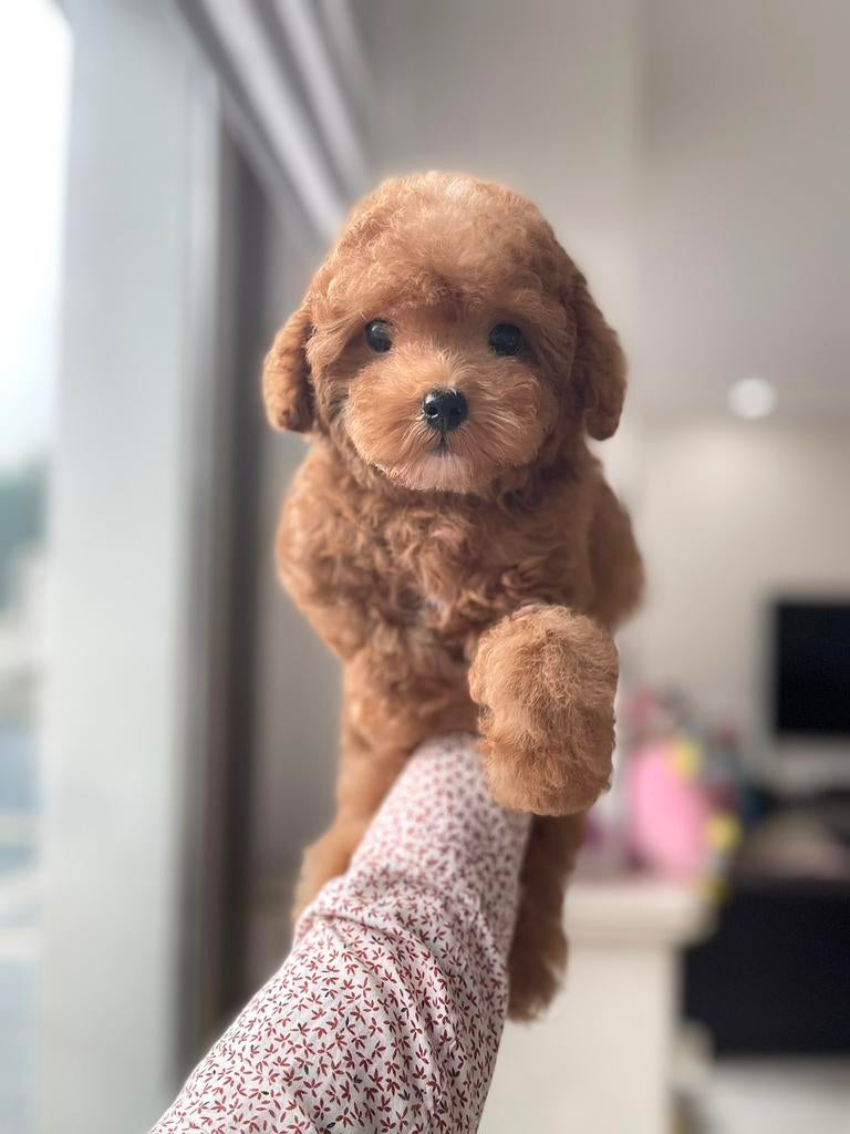 Prachtige Maltipoo F2 pups(Maltezer 25%/Azian Toy Poedel 75%, Particulier, Overige rassen, 8 tot 15 weken, Buitenland