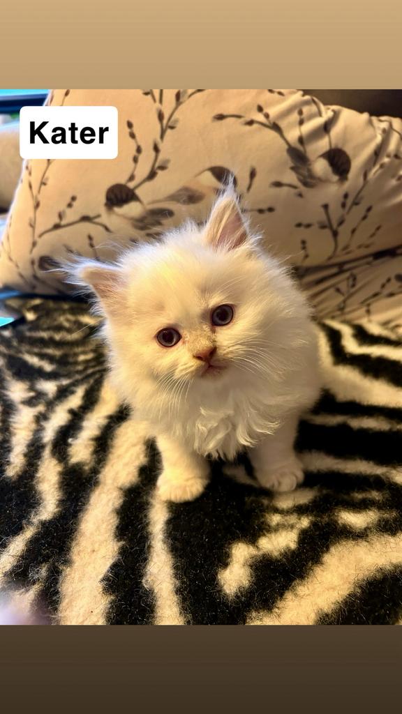 1 schattige perzische kater, Dieren en Toebehoren, Katten en Kittens | Raskatten | Langhaar, Meerdere dieren, Ontwormd, 0 tot 2 jaar