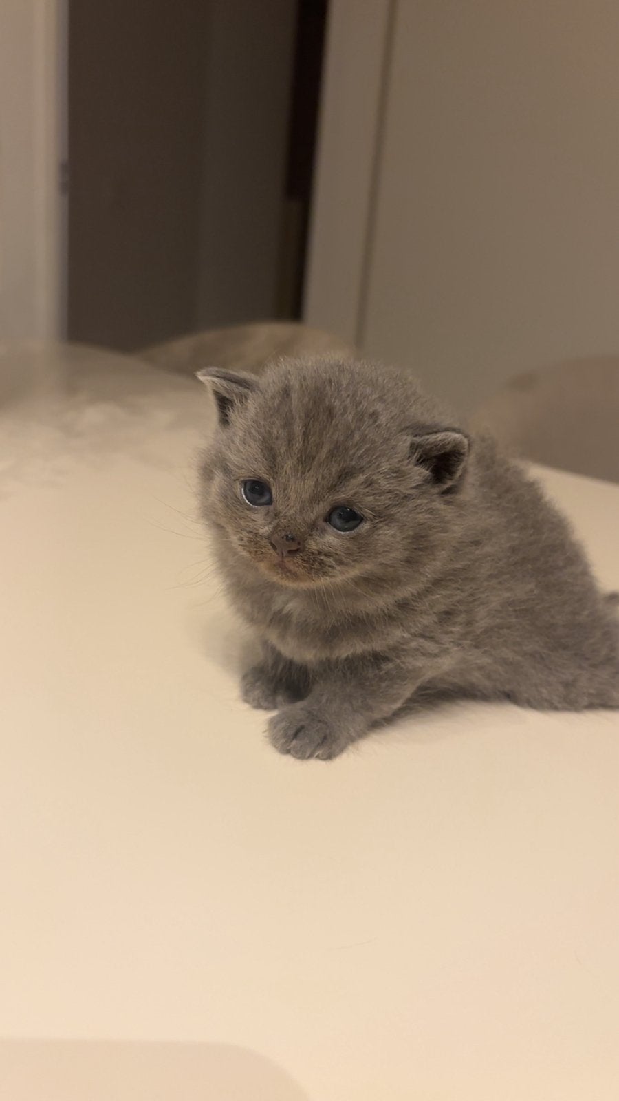 Britse korthaar kittens, Meerdere dieren, 0 tot 2 jaar