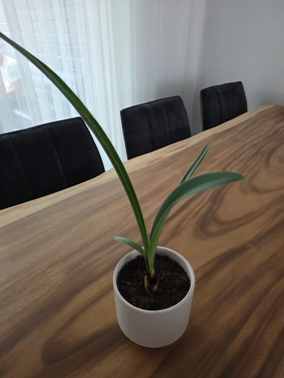 Clivia plant in witte pot, Tuin en Terras, Planten | Tuinplanten, Ophalen, Overige soorten, Volle zon