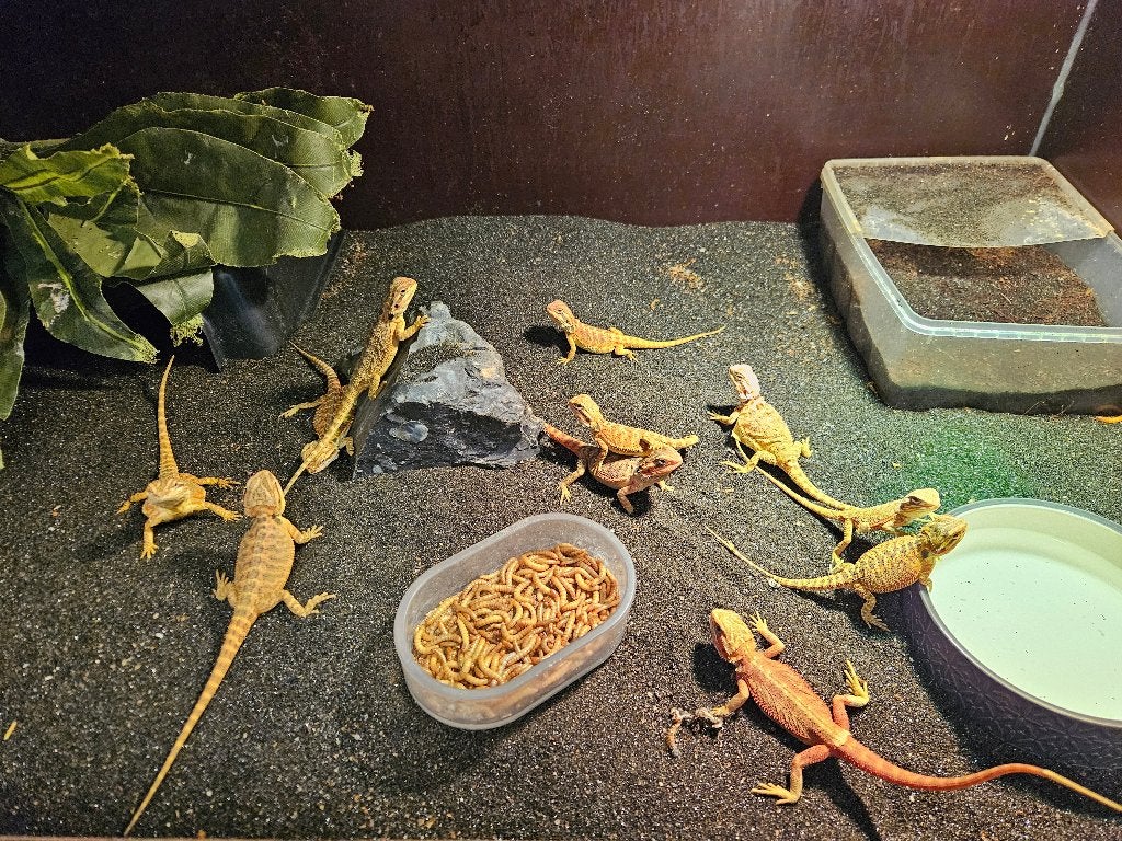 Pogona Vitticeps Baardagaam, Dieren en Toebehoren, Hagedis, 0 tot 2 jaar