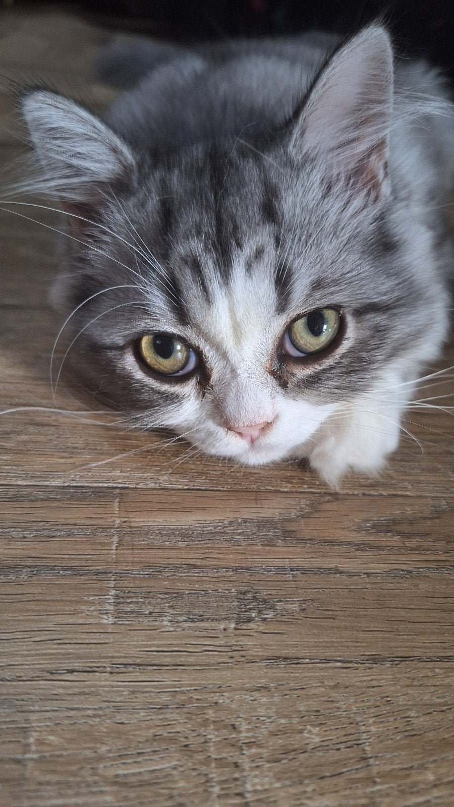 Neva masquerade x persische kitten