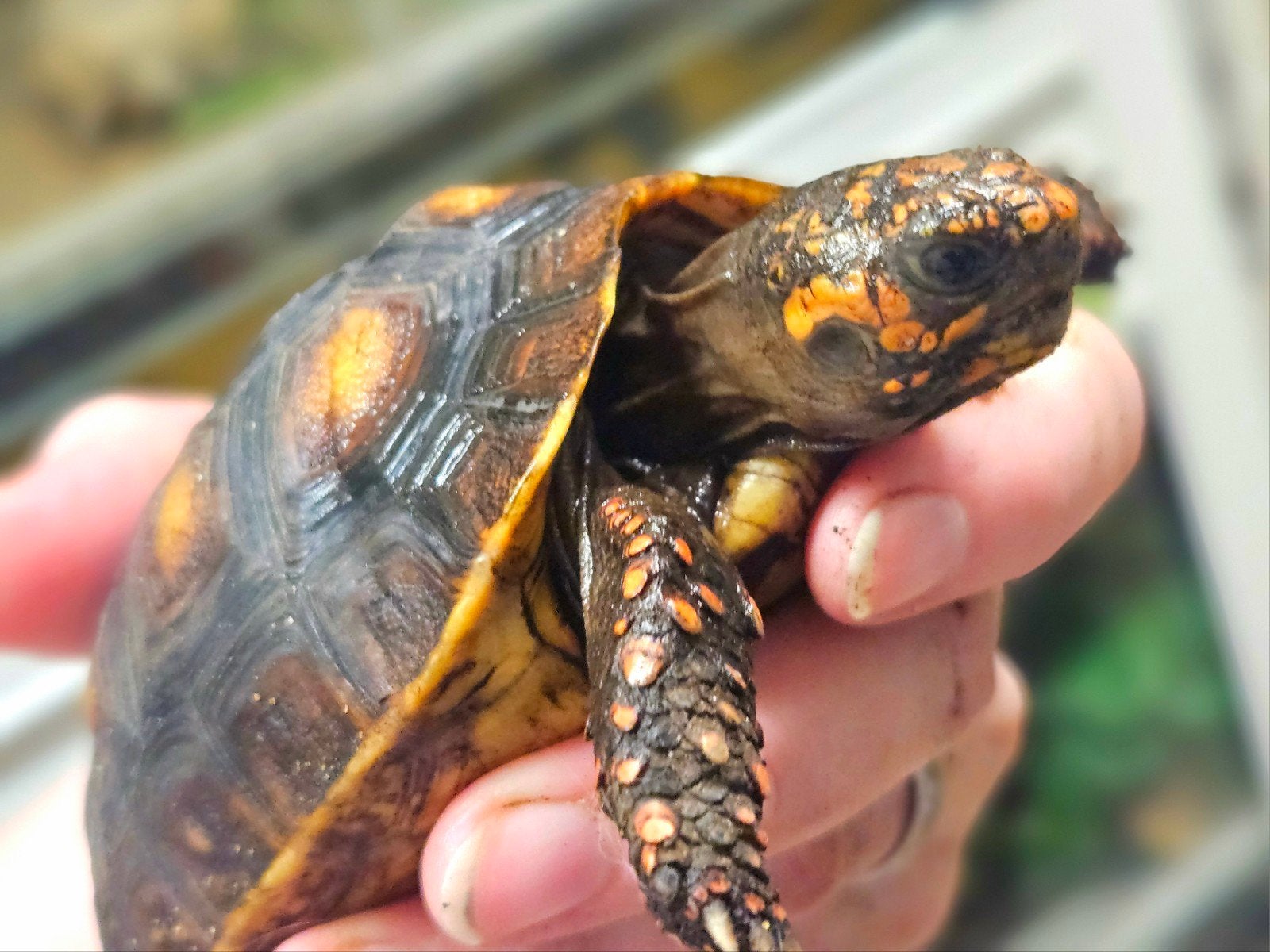 Kolenbranderschildpad – Chelonoidis carbonarius – nk 2025 Tortoise photo 5