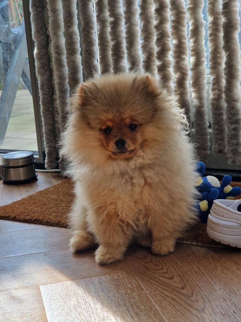 Pomeriaan (reutje) 6 maanden, zindelijk + gratis toebehoren, Particulier, Keeshond, 15 weken tot 1 jaar, Reu