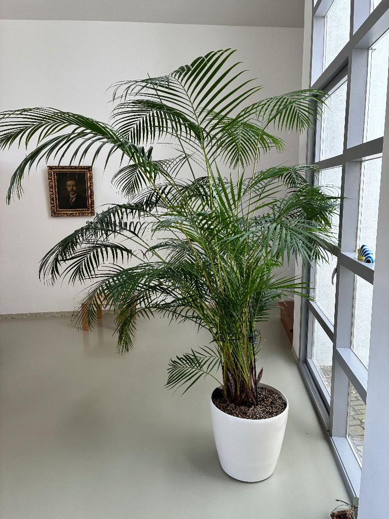 Kentia palm 200cm in Lechuza pot met watersysteem en rollers, Ophalen, 200 cm of meer, Palm, Halfschaduw