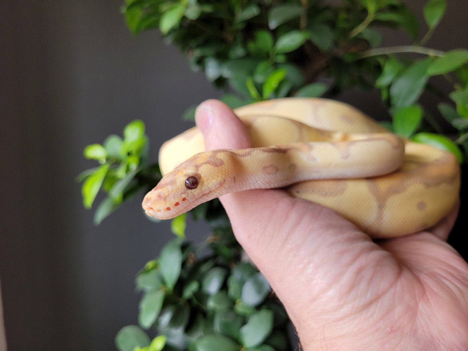Ballpython, regius Enchi Banana Clown vrouw 0.1 eind 2025 Ball Python photo 4