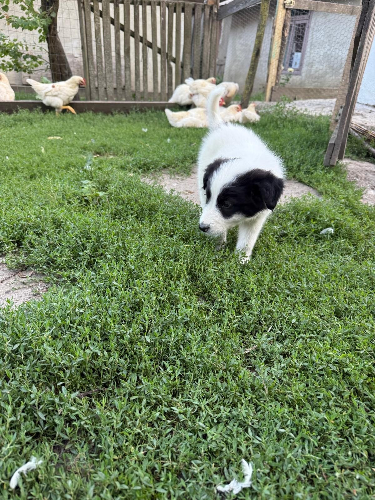 Puppy's ter adoptie Kleinblijvend, Particulier, 15 weken tot 1 jaar, Buitenland, Parvo