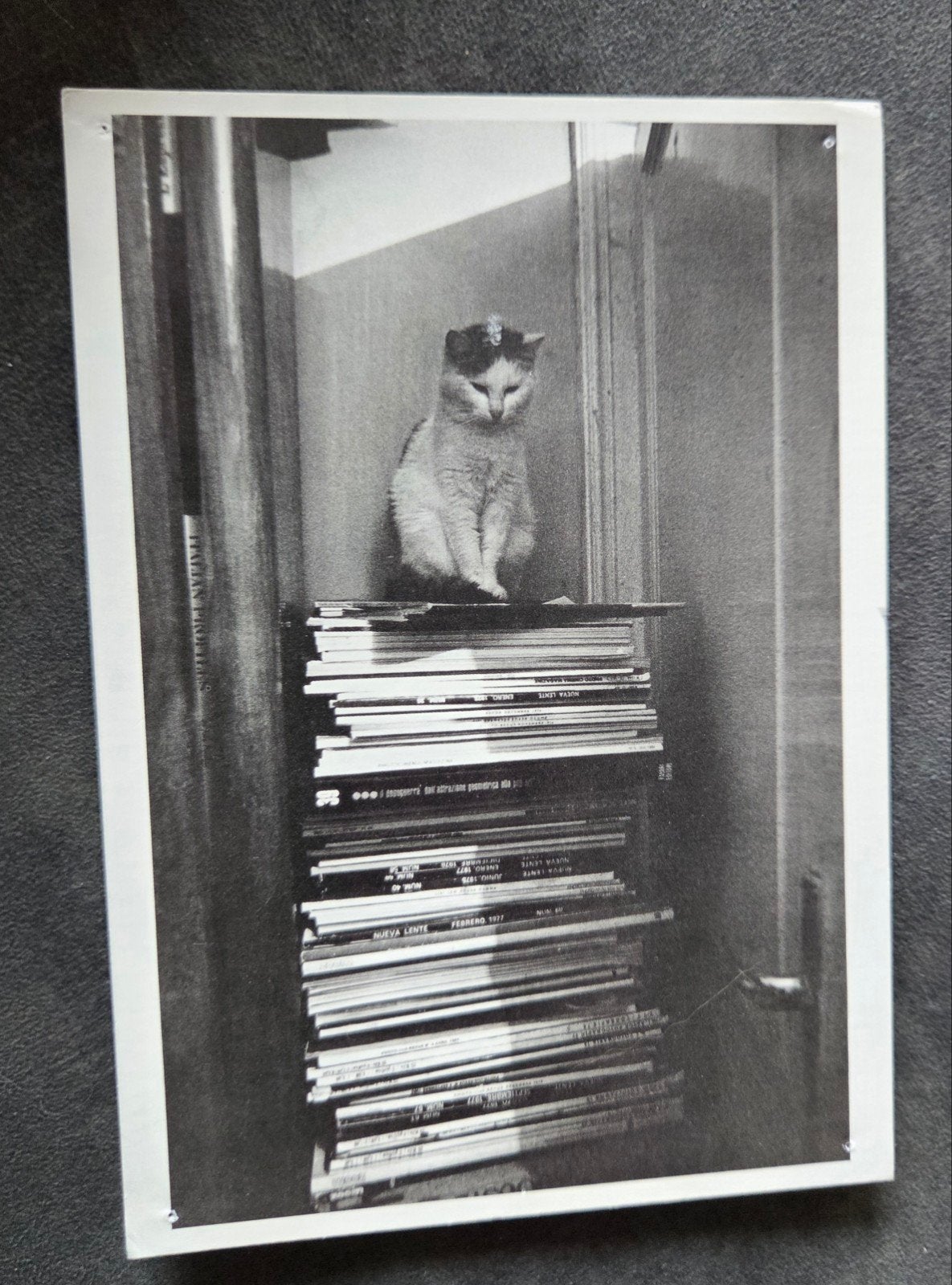 Kat op Boekenstapel - 1982, Verzenden, 1980 tot heden, Gelopen, Hond of Kat