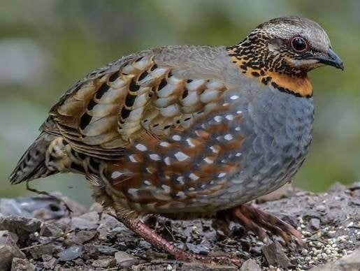 Roodkeel bospatrijs, Meerdere dieren, Geringd