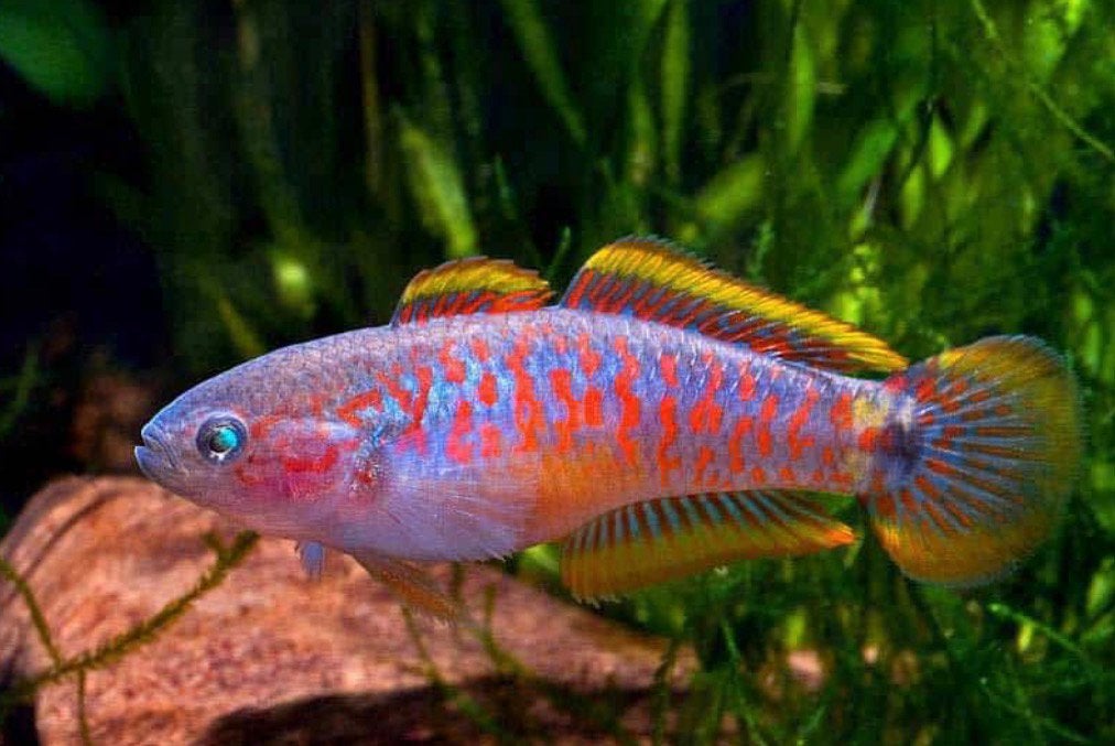 Pauwooggrondels. Eigen kweek. Tateurndina Ocellicauda, Dieren en Toebehoren, Vissen | Aquariumvissen, Vis
