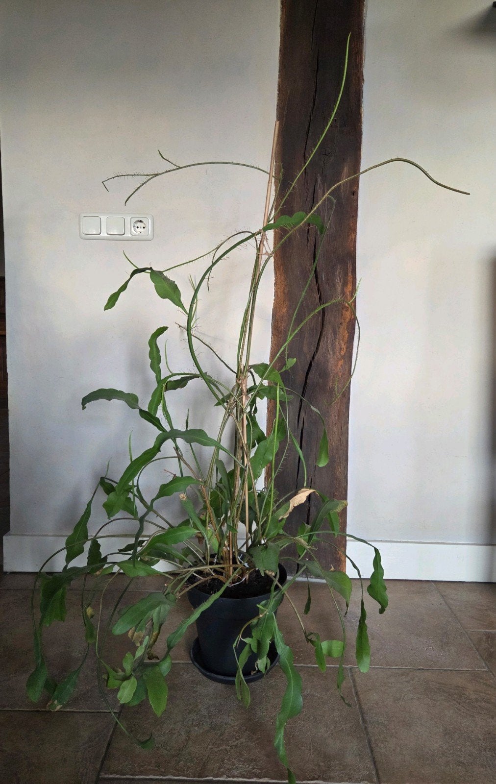 grote plant Queen of the night epiphyllum oxypetalum, Ophalen, Halfschaduw, 100 tot 150 cm