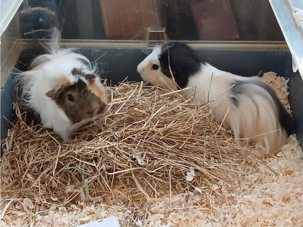 2 jonge cavia's, mannetjes, Dieren en Toebehoren, Mannelijk, Tam, Maart, Cavia