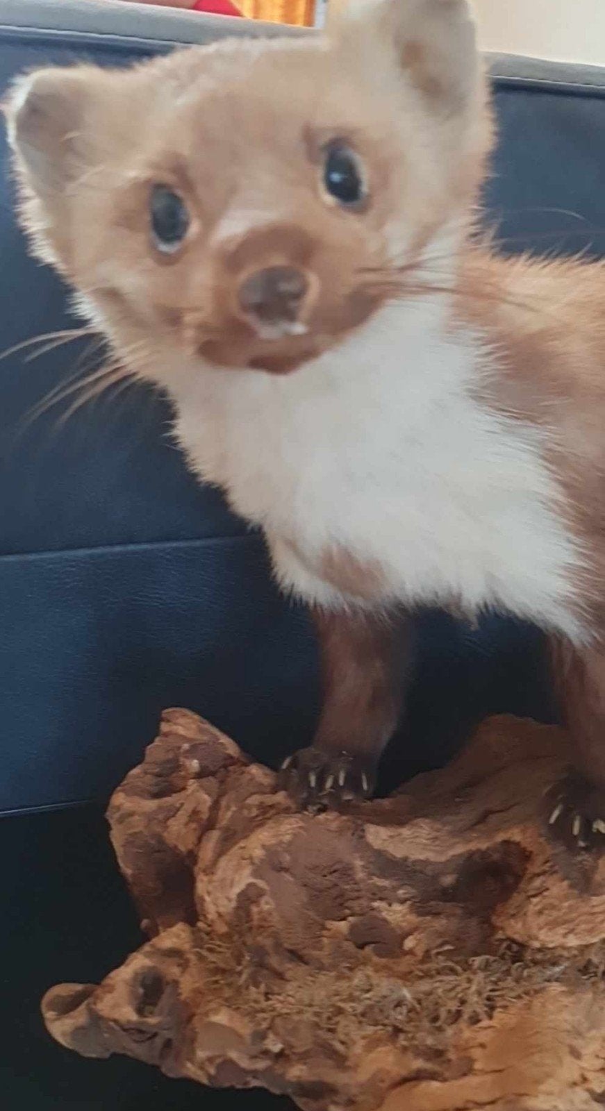 Grote
Heel Lieve
Opgezette Steenmarter op Boomstronk., Ophalen of Verzenden
