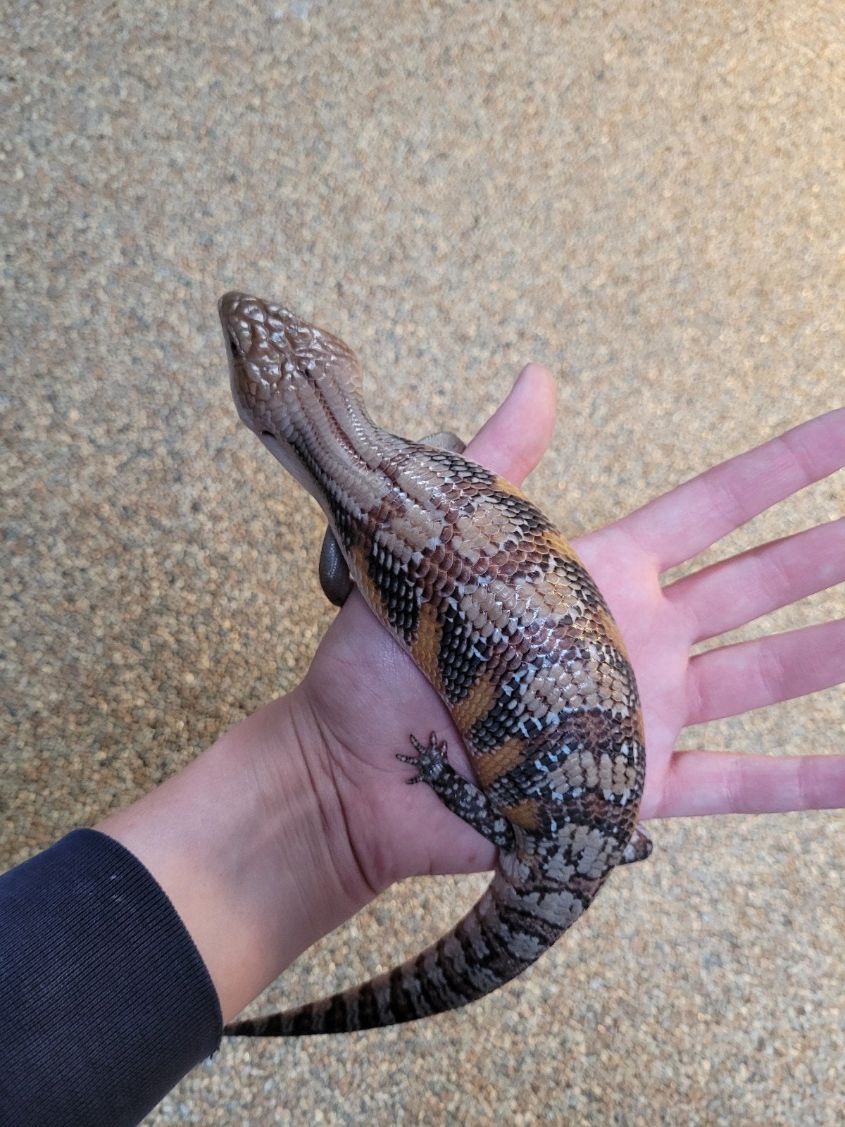 Jonge Australische blauwtongskinken - Tiliqua Scincoides Blue Tongue Skink photo 5