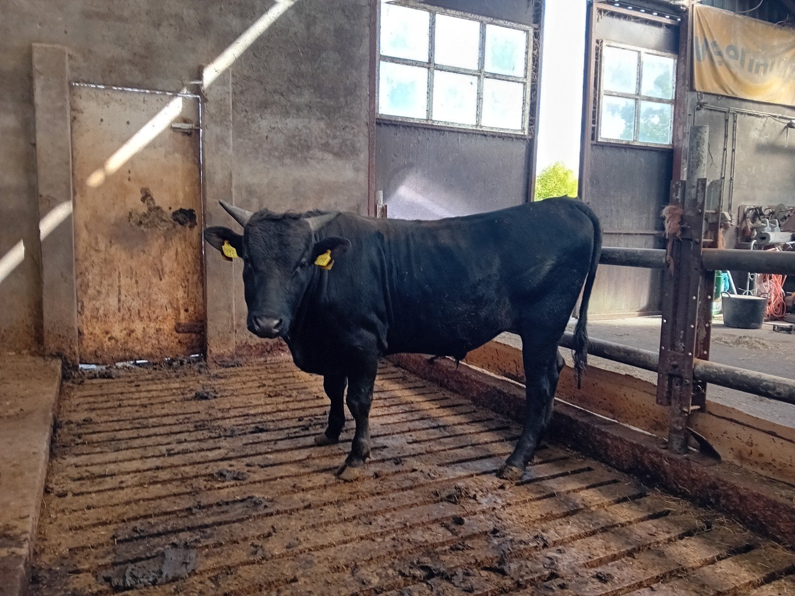 100 % wavyu stier, Mannelijk