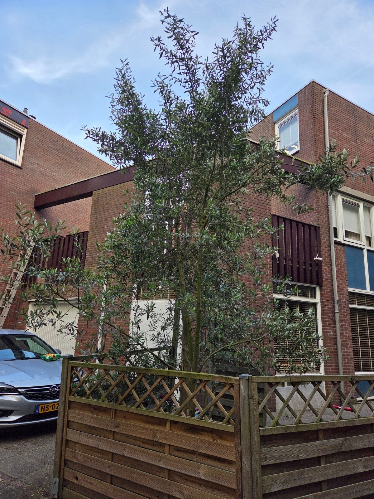 Grote Olijfboom - Mediterrane Sfeer voor uw Tuin, Volle zon, Bloeit niet, Ophalen of Verzenden, 100 tot 250 cm