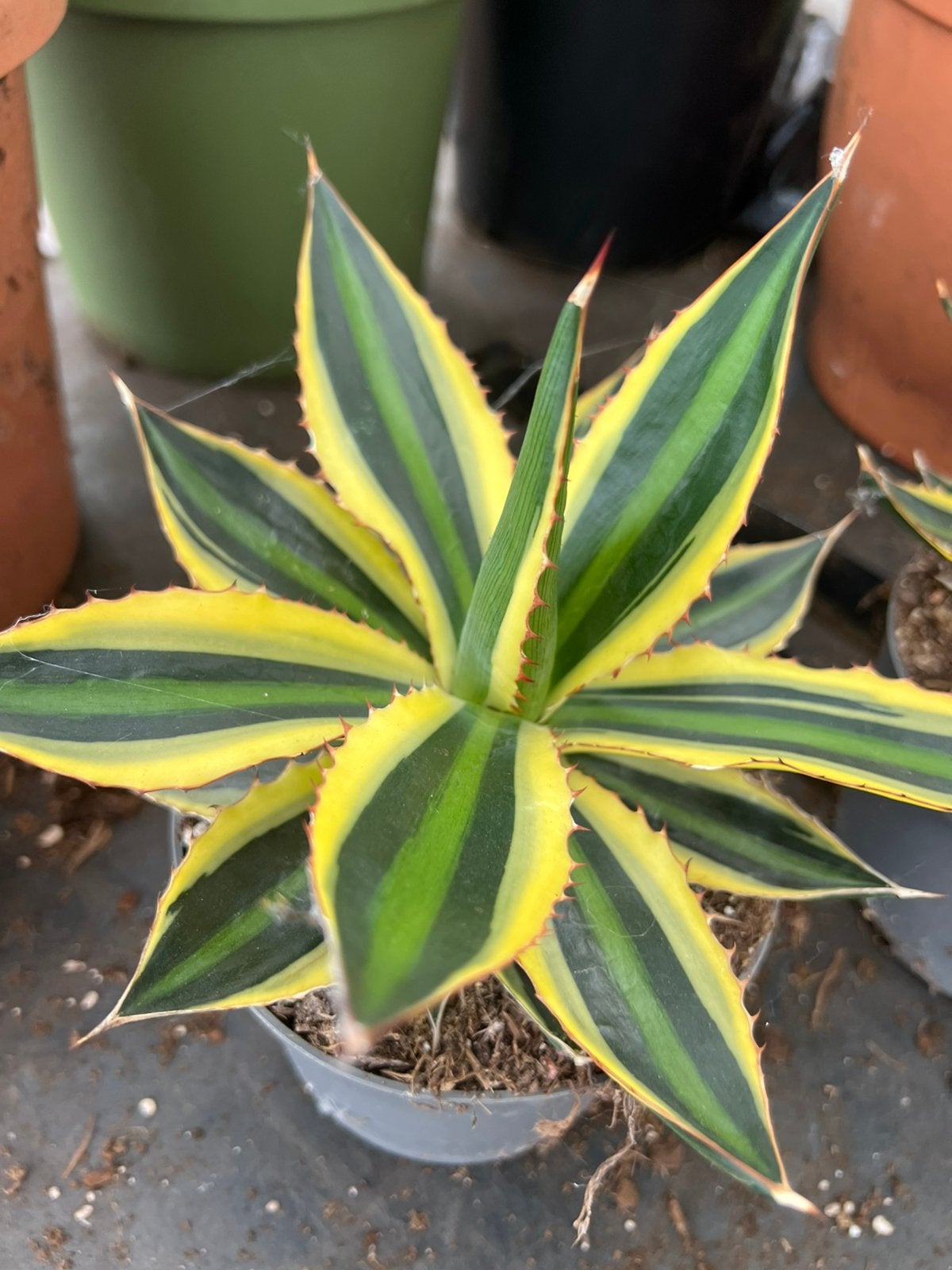 Aqave Quadricolor, Ophalen, Overige soorten, Volle zon