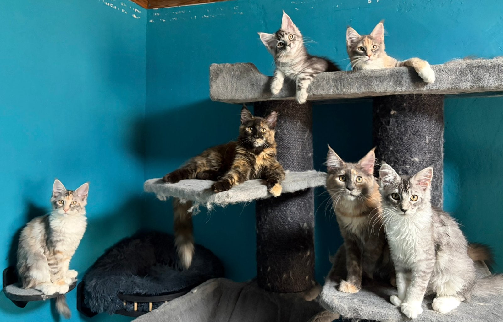 Maine Coon Kittens met Stamboom N/N op HCM/PKD/SMA main coon, Meerdere dieren, Met stamboom