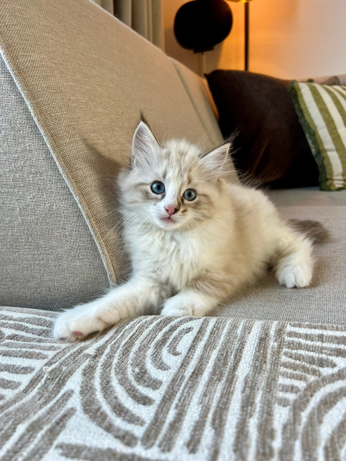 Ragdoll kitten beschikbaar, Kater, Ontwormd, 0 tot 2 jaar