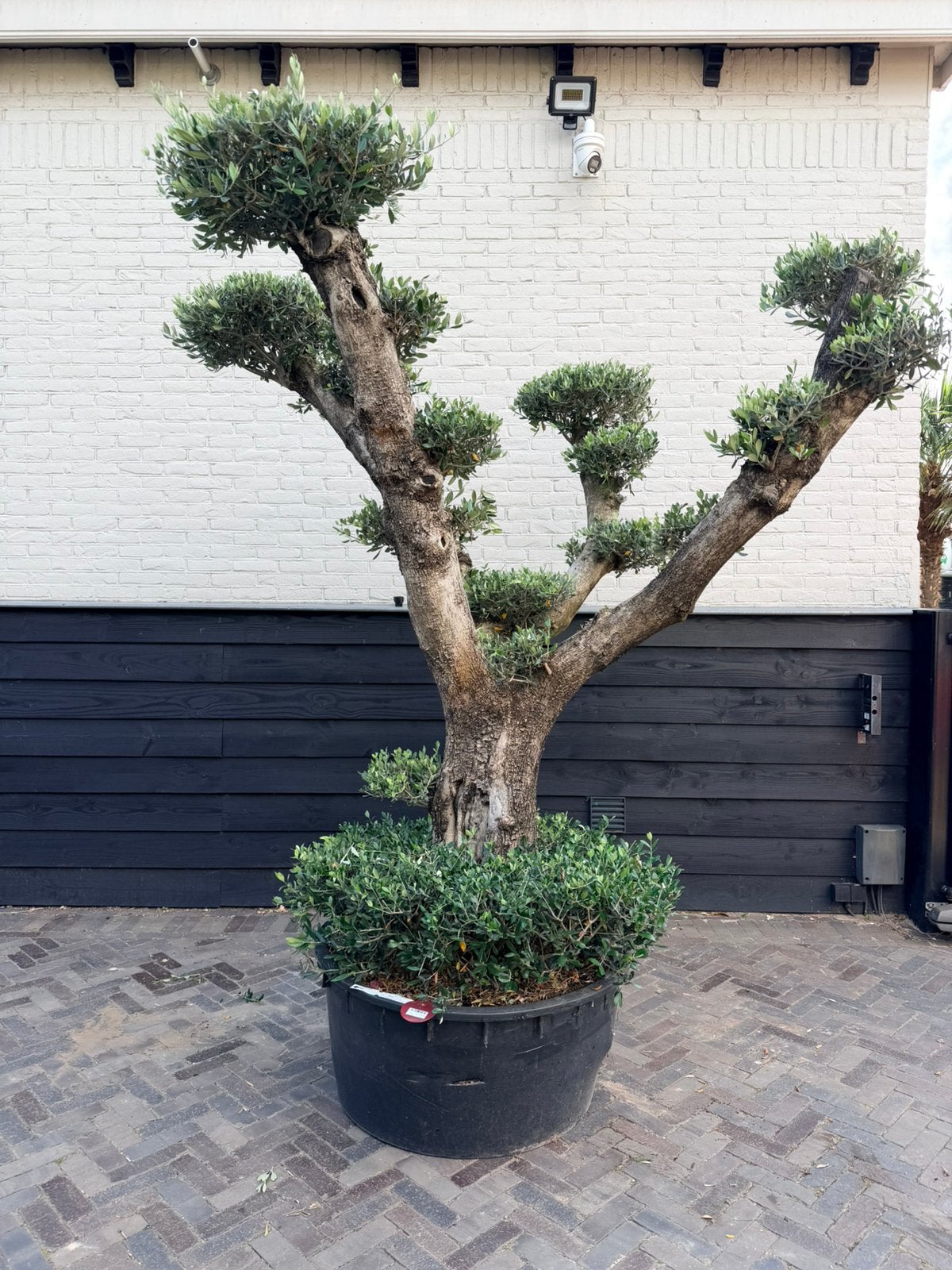 Mooie olijfboom pon pon, Tuin en Terras, Planten | Bomen, 100 tot 250 cm, Olijfboom, Zomer, Ophalen
