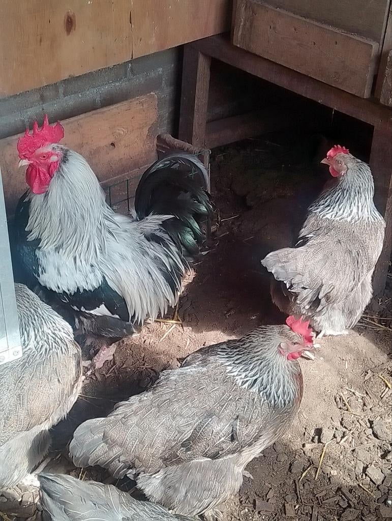 Broedeieren van Marans Zilverpatrijs Zeldzame kleur, Dieren en Toebehoren, Pluimvee, Geslacht onbekend, Kip